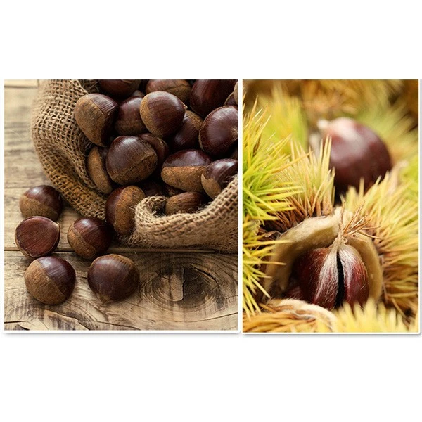 Fresh Organic Chesnut Mesh Bag suppliers