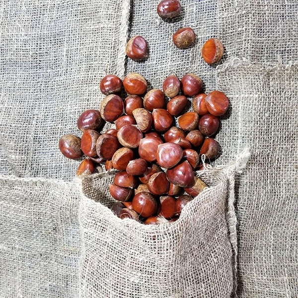 Fresh Organic Chesnut Mesh Bag factory