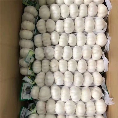 Storlek 5,5 Bulk Pure White Garlic Direktförsäljning